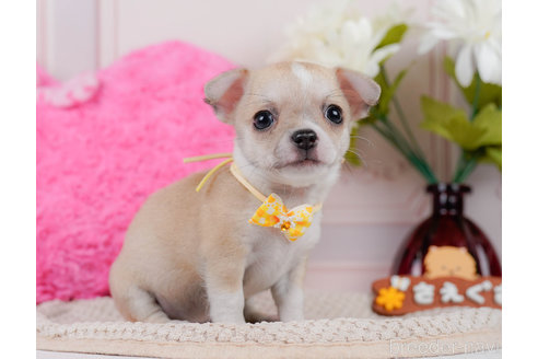 成約済の神奈川県のチワワ(スムースコート)-318844の5枚目