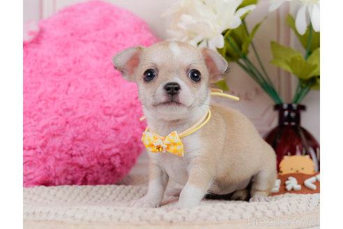 成約済の神奈川県のチワワ(スムースコート)-318844の4枚目