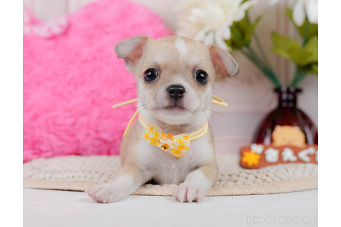 成約済の神奈川県のチワワ(スムースコート)-318844の2枚目