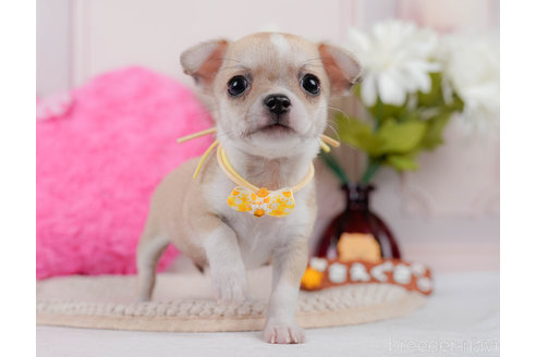 成約済の神奈川県のチワワ(スムースコート)-318844の1枚目