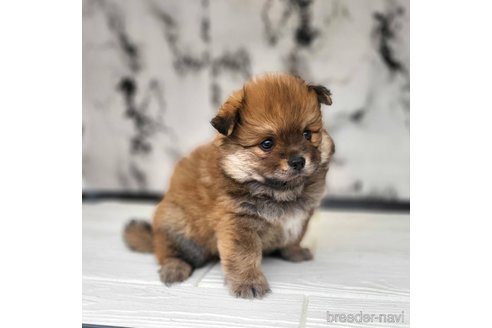 成約済の茨城県のポメチワ:ポメラニアン×チワワ-318846の14枚目
