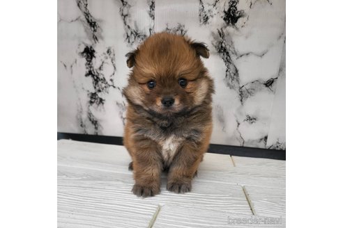 成約済の茨城県のポメチワ:ポメラニアン×チワワ-318846の11枚目