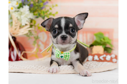 成約済の神奈川県のチワワ(スムースコート)-318850の10枚目