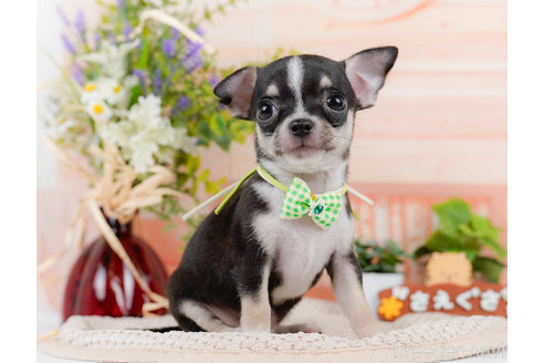 成約済の神奈川県のチワワ(スムースコート)-318850の9枚目