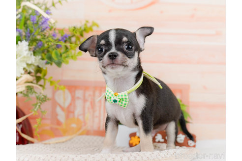 成約済の神奈川県のチワワ(スムースコート)-318850の8枚目