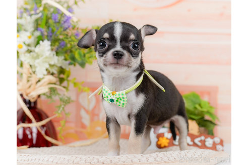 成約済の神奈川県のチワワ(スムースコート)-318850の7枚目