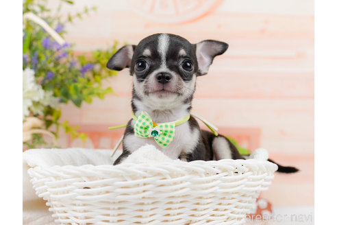 成約済の神奈川県のチワワ(スムースコート)-318850の6枚目