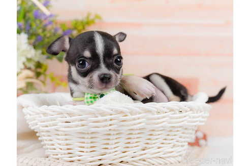 成約済の神奈川県のチワワ(スムースコート)-318850の5枚目