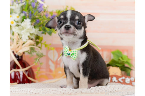 成約済の神奈川県のチワワ(スムースコート)-318850の4枚目