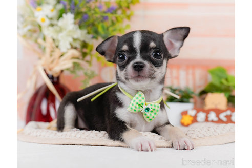 成約済の神奈川県のチワワ(スムースコート)-318850の2枚目