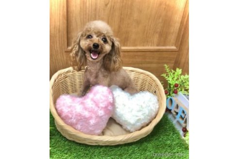 ハラミちゃん1枚目