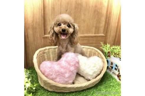 ハラミちゃん1枚目