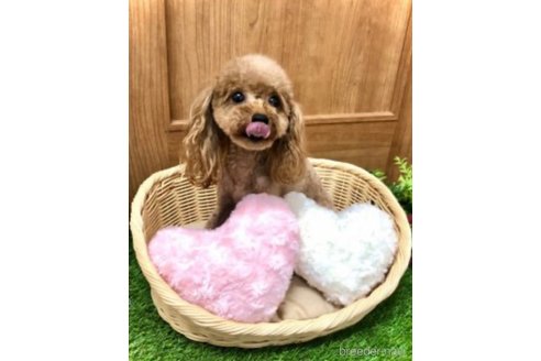 ハラミちゃん1枚目