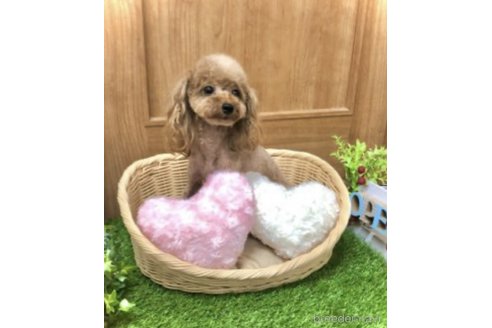 ハラミちゃん1枚目