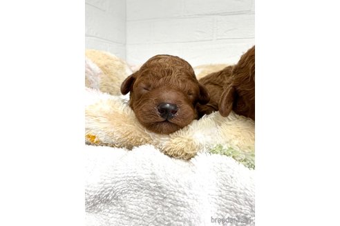 成約済の愛知県のトイプードル-318871の21枚目