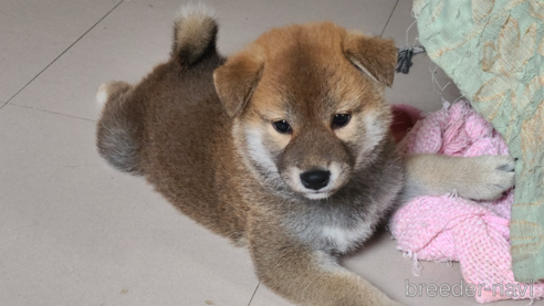 成約済の静岡県の柴犬-318873の5枚目