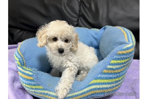 成約済の栃木県のトイプードル-318881の2枚目