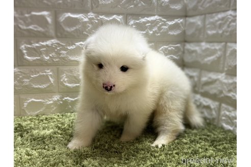 成約済の埼玉県のサモエド-318884の3枚目