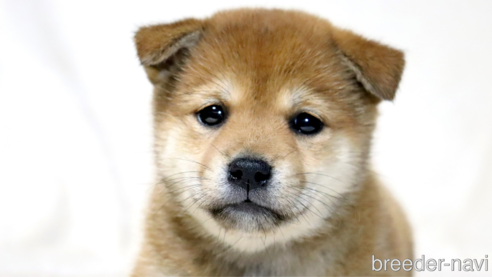 成約済の滋賀県の柴犬-311553