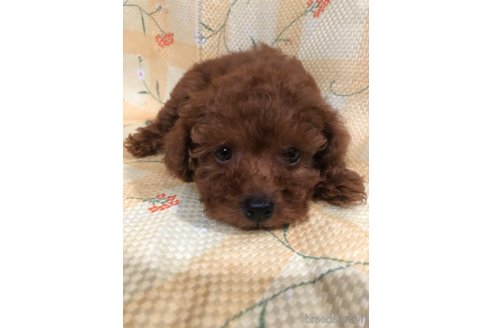 成約済の兵庫県のトイプードル-316021の14枚目