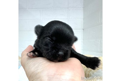成約済の愛知県のチワマル:チワワ×マルチーズ-319043の13枚目