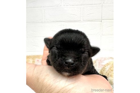 成約済の愛知県のチワマル:チワワ×マルチーズ-319043の14枚目