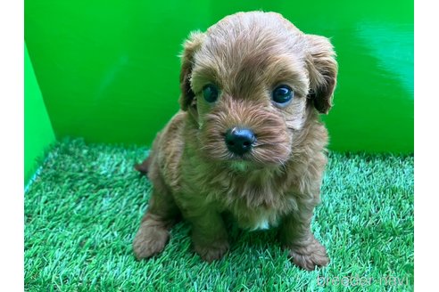 成約済の群馬県のキャバプー:キャバリア×トイプードル-318930の2枚目