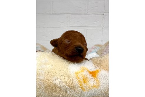 成約済の愛知県のトイプードル-318955の22枚目