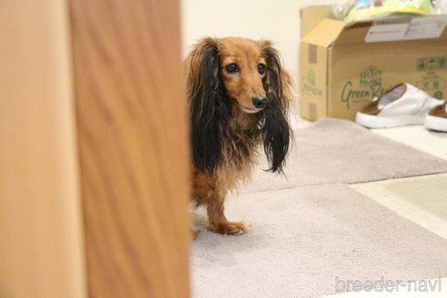 成約済の愛知県のカニンヘンダックスフンド(ロングヘアード)-315265の17枚目