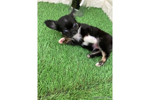 成約済の岡山県のチワワ(ロングコート)-318959の8枚目