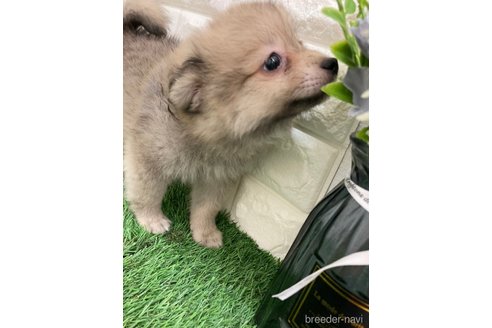 成約済の岡山県のポメラニアン-318963の7枚目