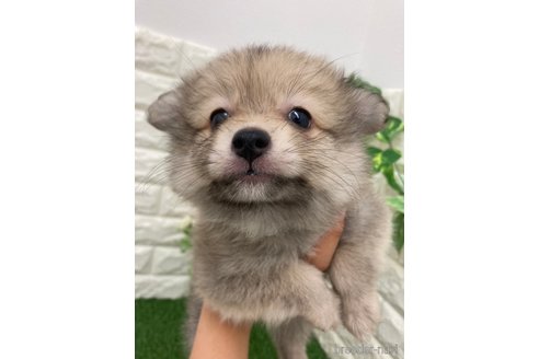 成約済の岡山県のポメラニアン-318963の2枚目
