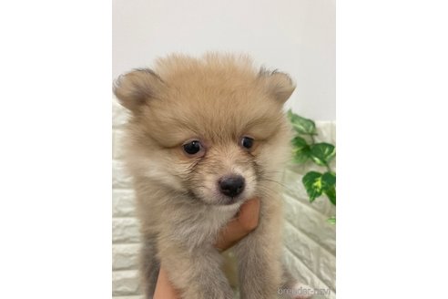 成約済の岡山県のポメラニアン-318964の2枚目