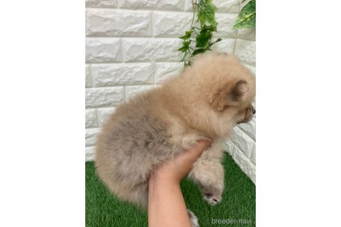 成約済の岡山県のポメラニアン-318964の5枚目