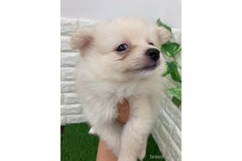 成約済の岡山県のポメラニアン-318965の2枚目