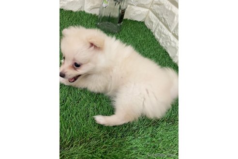 成約済の岡山県のポメラニアン-318965の6枚目