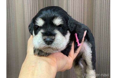 成約済の滋賀県のミニチュアシュナウザー-318977の2枚目