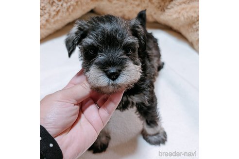 成約済の長崎県のミニチュアシュナウザー-318980の2枚目