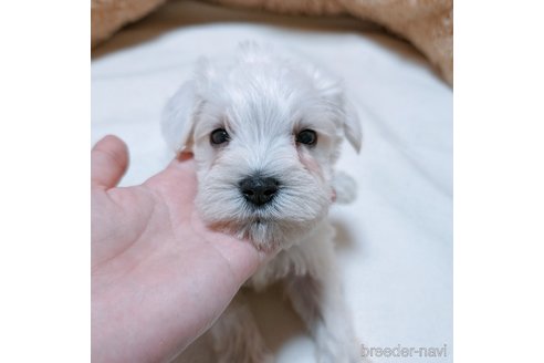 成約済の長崎県のミニチュアシュナウザー-318986の2枚目