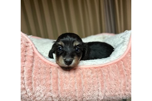 成約済の福岡県のミニチュアダックスフンド(ロングヘアード)-318990の8枚目