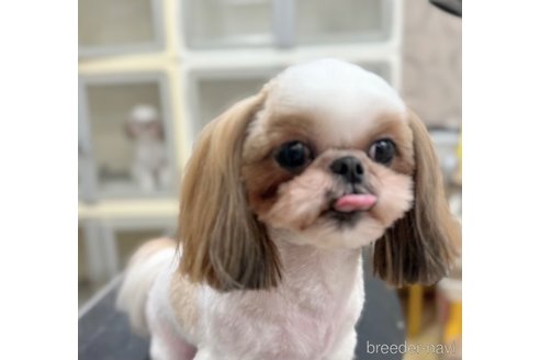 ニコちゃん1枚目