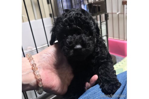 成約済の岡山県のトイプードル-311889の6枚目