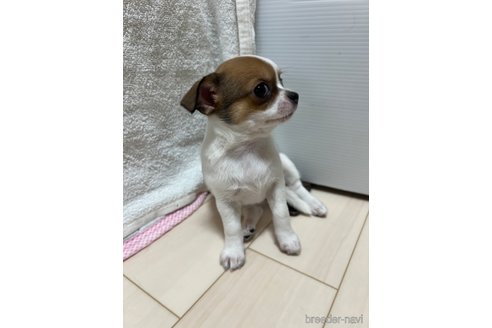 成約済の千葉県のチワワ(スムースコート)-310354の11枚目