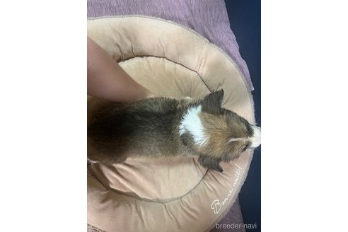 成約済の埼玉県のウェルシュコーギーペンブローク-319007の2枚目
