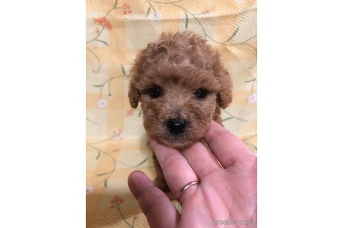 成約済の兵庫県のトイプードル-319017の9枚目