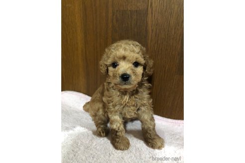 成約済の兵庫県のトイプードル-319017の4枚目