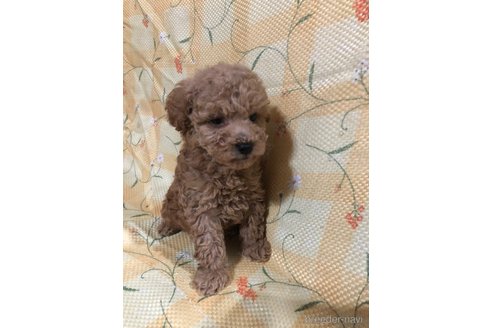 成約済の兵庫県のトイプードル-319018の6枚目