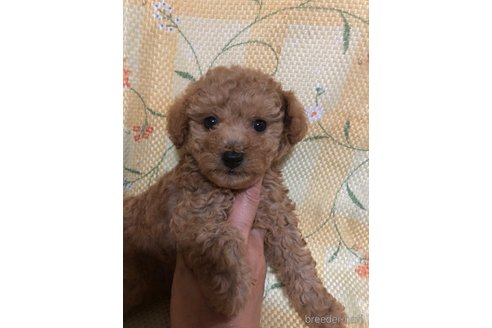 成約済の兵庫県のトイプードル-319020の7枚目
