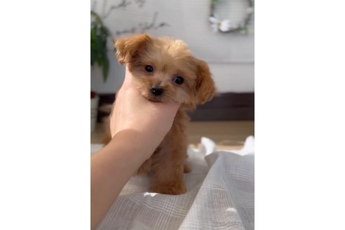 成約済の福岡県のミックス犬-319042の2枚目