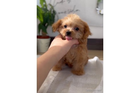 成約済の福岡県のミックス犬-319042の3枚目